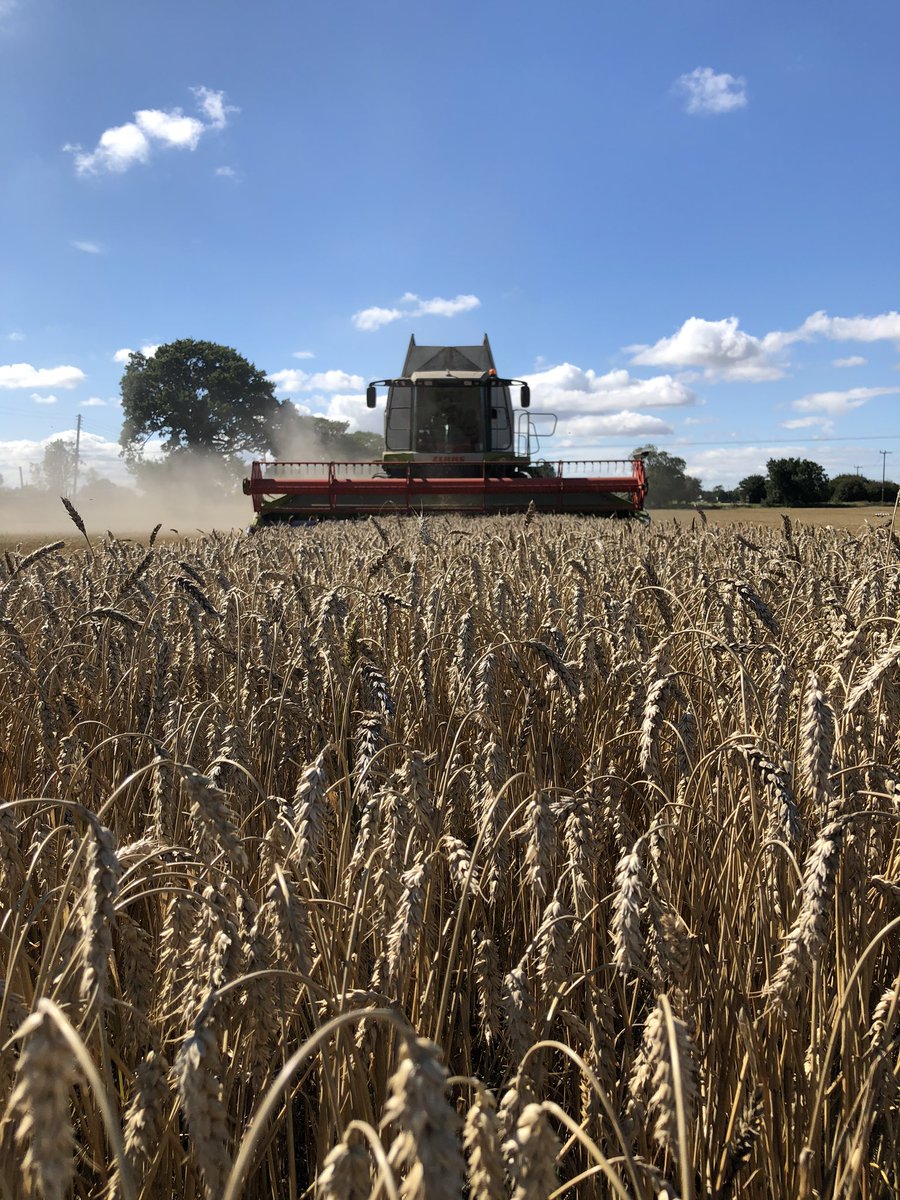 wigtoftfarmer's tweet photo. Still at it, in case you were worried. #moredust #bettercombiningday #17% https://t.co/TuVTgRawhp