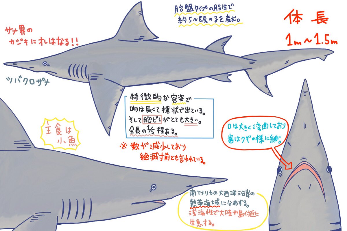 めかぶ 世界のサメ大全発売中 メジロザメ目メジロザメ科のサメ 近年数を減らしており絶滅寸前といわれている 鋭い歯があり厳つく見えるが小魚を主食にしている 大きな顎と細かい歯は小魚の群れを捕食することに適しているとされている わかりず めかぶ 世界のサメ大全発売中 メジロザメ目メジロザメ科のサメ 近年数を減らしており絶滅寸前といわれている 鋭い歯があり厳つく見えるが小魚を主食にしている 大きな顎と細かい歯は小魚の群れを捕食することに適しているとされている わかりず