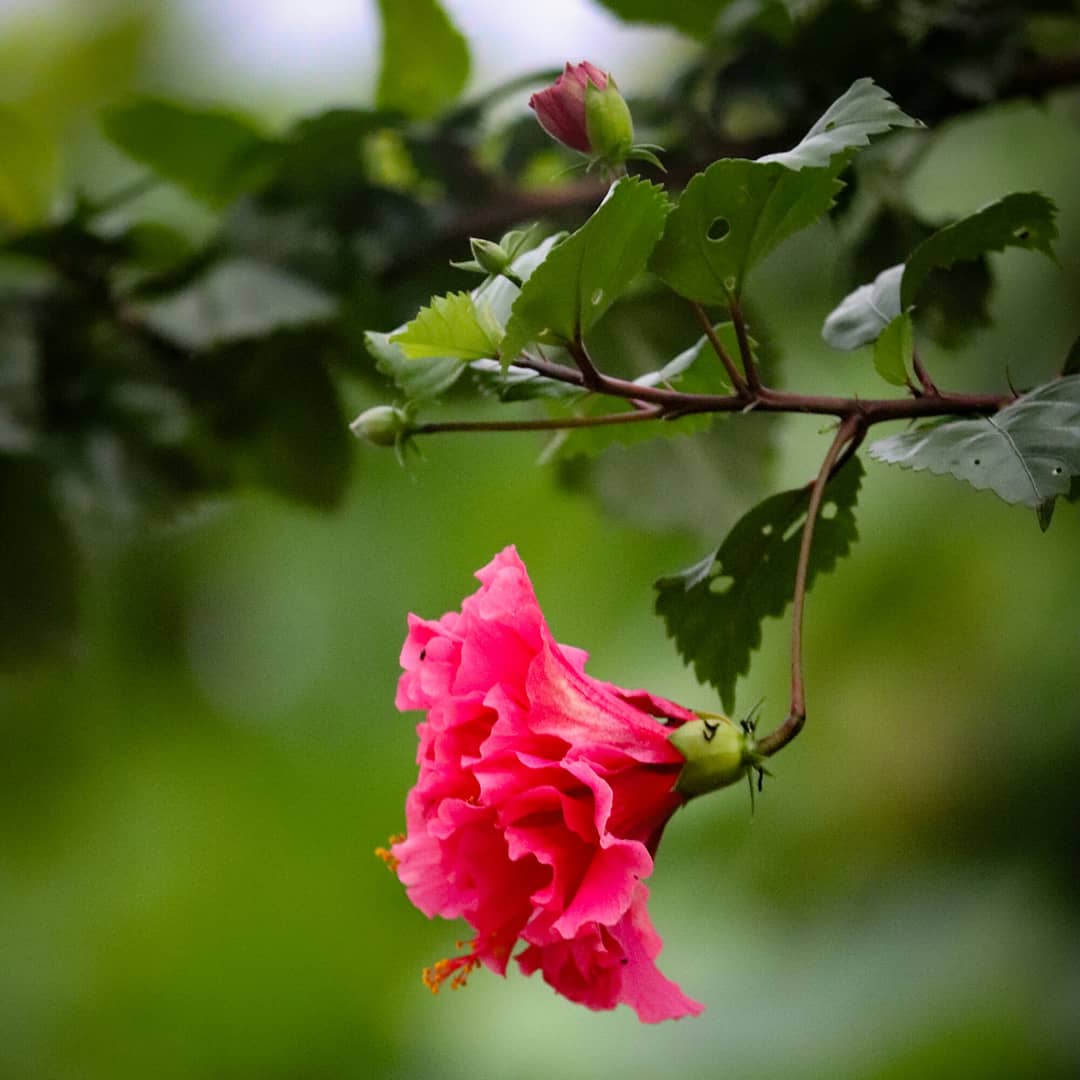 SinghBharmoria's tweet photo. Today clicks 📷
#Flowers
#evening
#nature
#NaturePhotography
#naturelovers
#HimachalPradesh
#pahadipeople
#sonusinghbharmoria https://t.co/huIRBNltJk