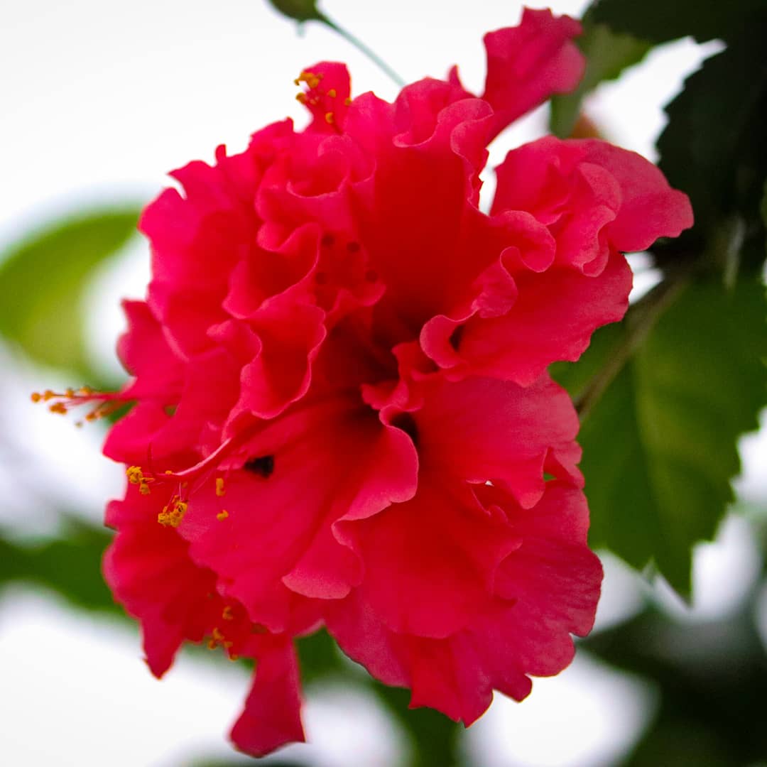 SinghBharmoria's tweet photo. Today clicks 📷
#Flowers
#evening
#nature
#NaturePhotography
#naturelovers
#HimachalPradesh
#pahadipeople
#sonusinghbharmoria https://t.co/huIRBNltJk
