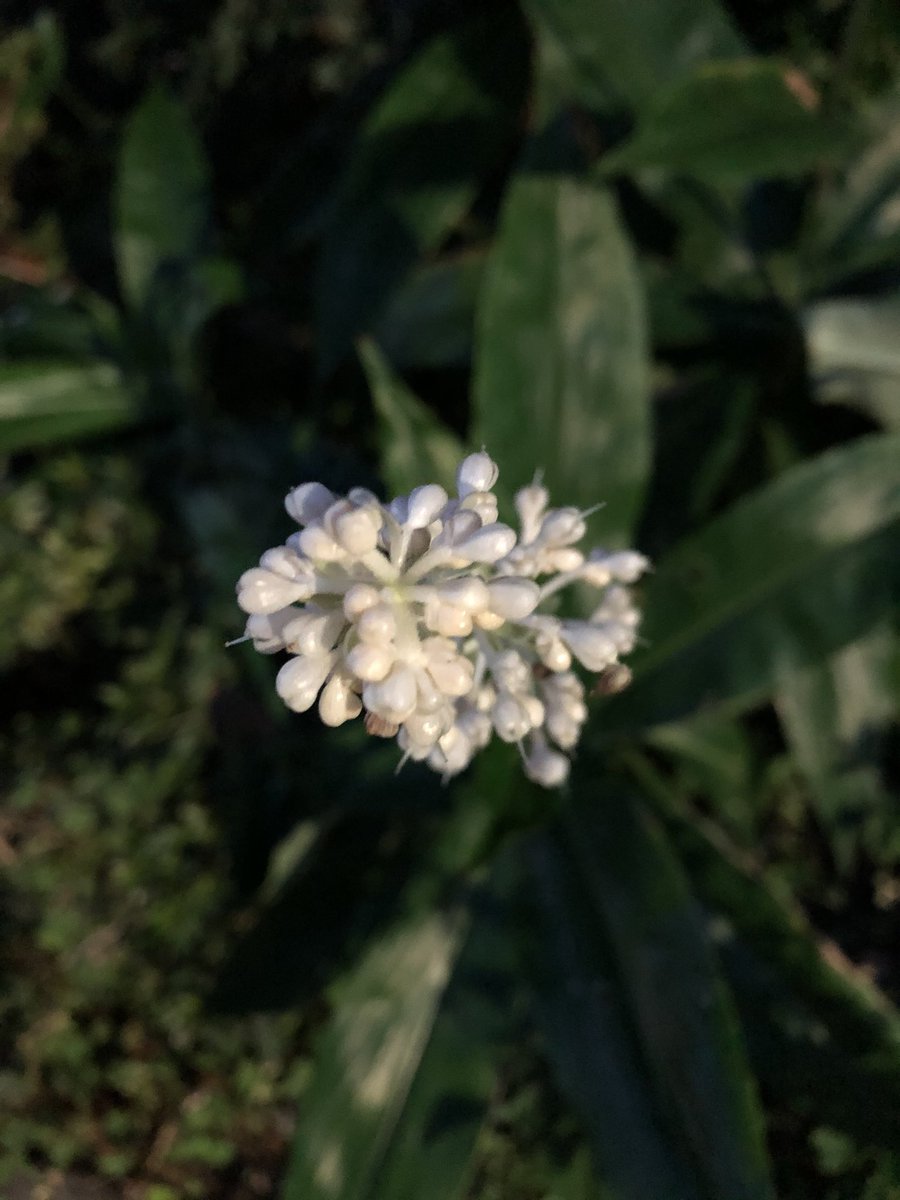草の名は ヤブミョウガ 代田にて 白いつぶが可愛らしい多年草 写真は蕾だが ここから弾けるように花が咲く 葉はミョウガに似ているらしい 食べられる 香味があり昔はミョウガの代用品にもなったらしい 若芽を天ぷら等にする 1000日チャレンジ 草の名は ヤブミョウガ 代田にて 白いつぶが可愛らしい多年草 写真は蕾だが ここから弾けるように花が咲く 葉はミョウガに似ているらしい 食べられる 香味があり昔はミョウガの代用品にもなったらしい 若芽を天ぷら等にする 1000日チャレンジ