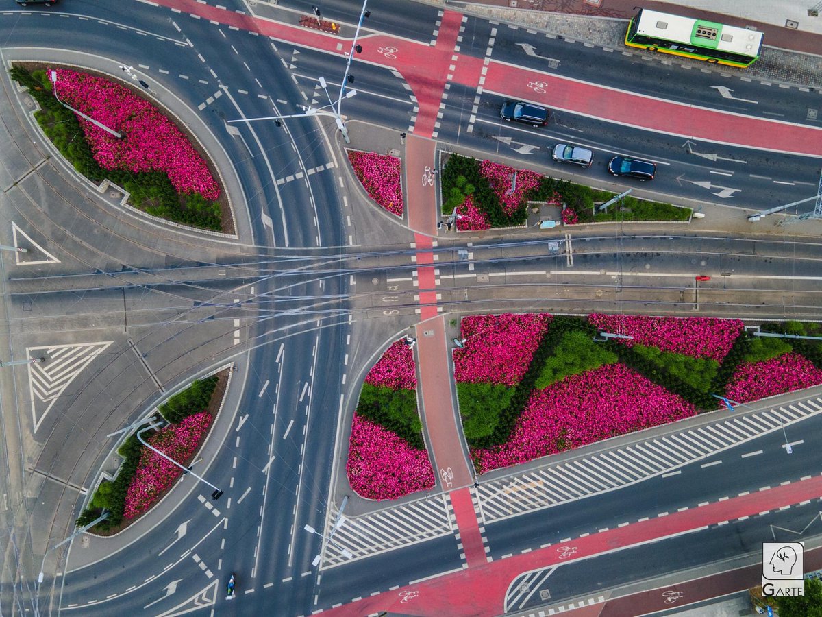 BootCoUK's tweet photo. Love these photos from Boot Hortorus our sister company in Warsaw 🇵🇱 . This junction in Poznan was planted in 2016 using B&amp;D bred Rosa ‘Marathon’ it has been looking amazing for months coping with traffic pollution and hard winters https://t.co/a5V5xtllJU