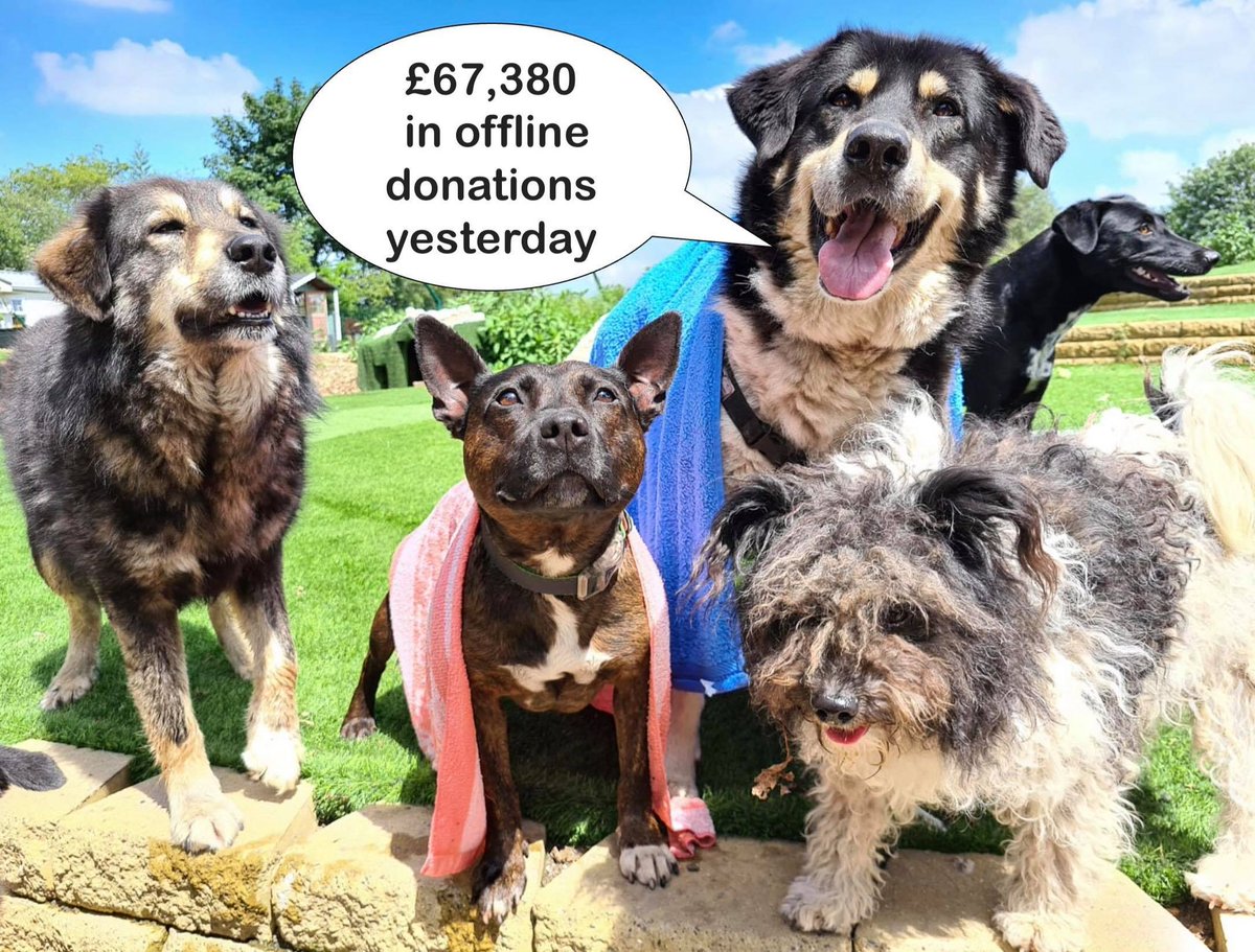 Dogs4Rescue's tweet photo. OVER £130K PLEDGED !!! https://t.co/f7duU0OUXq
Please - keep tweeting and tagging for the dream sanctuary, rehab and retreat. https://t.co/jj8yxM2GXQ