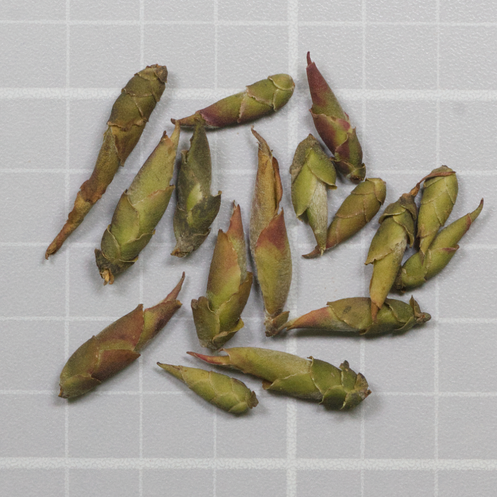 "Long Tea" produced by Vietshan Tea Co. Ltd in Vietnam. Pure Ya Bao style buds with a strong fresh lilac / rose aroma. Sweet yellowish white liquor, hints of parsely, sage and passionfruit. See the score: teaepicure.com/long-tea-viets… #teaepicure #vietnamtea