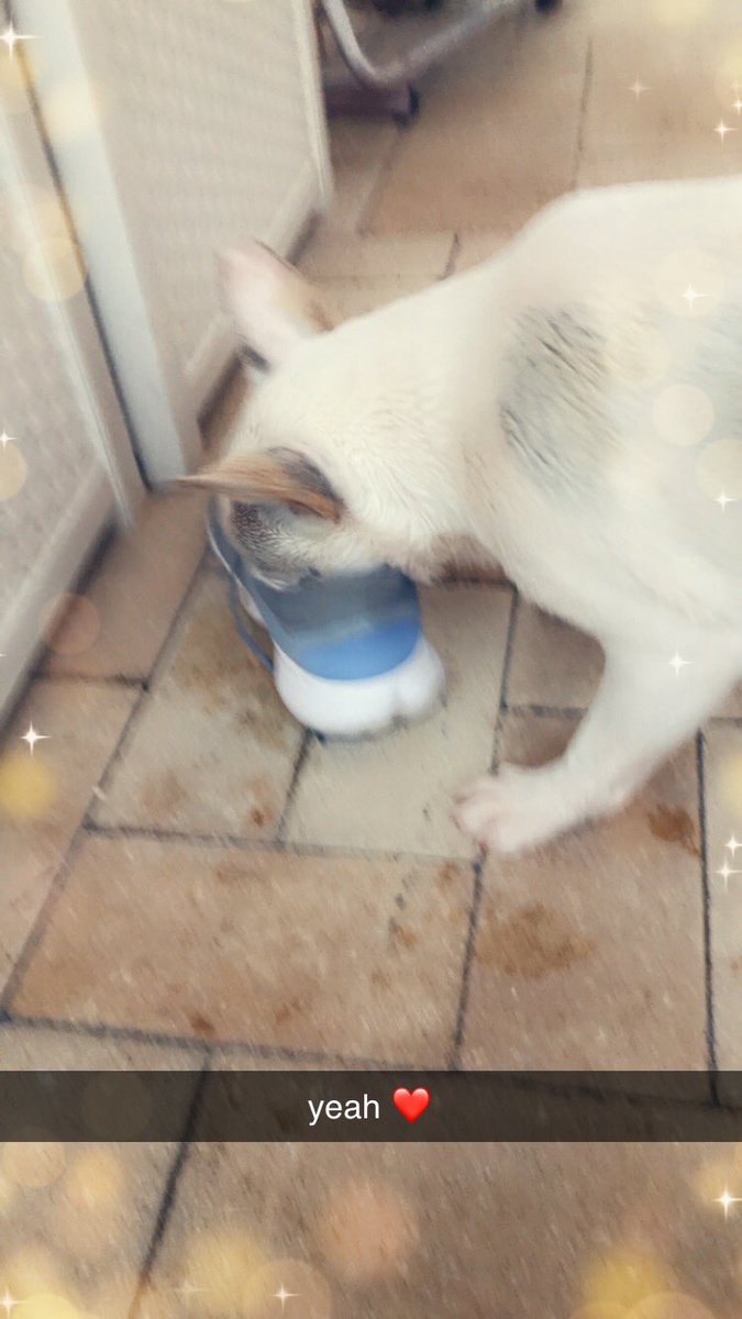 tippytot's tweet photo. This dog is better than all of us https://t.co/lKWDtcNT0X