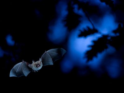 Not to be missed: how a forest ranger creates a beautiful exhibition. Deep-seated enthusiasm and passion for nature create breathtaking images. Discover more: bit.ly/3m9As2X 
#photography #zingst #exhibition #chromaluxe #sublimation #metalprints