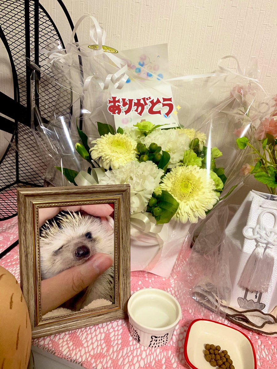 agu123rin's tweet photo. 久あぐり☺️
みぃのすけから綺麗なお花頂きまして🥺✨あぐり大喜びなのです。ずっとサボってたノハナもとりあえず2018、2019年の総集編作った！けど完成品見たら涙が出てくる😢1年前は、というか1か月前は元気にがしゃがしゃしてたんだけどなぁ😢お空で快適に過ごしてほしいな💐 https://t.co/iIGL4Ly7M2