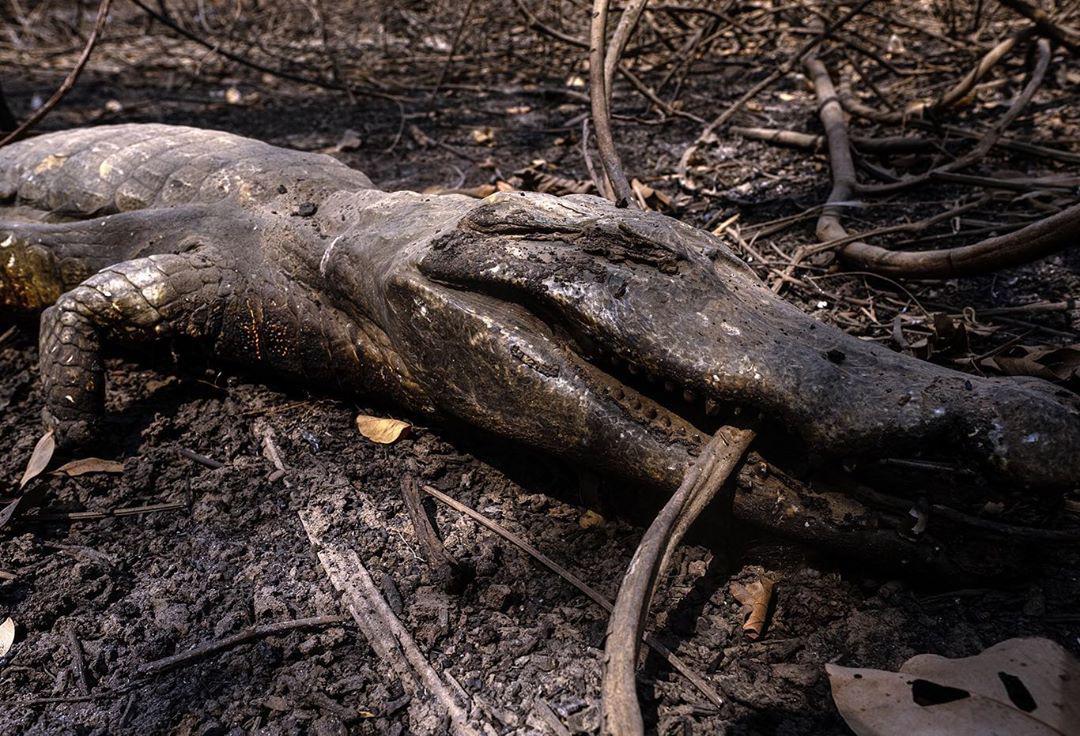 alice_pataxo's tweet photo. O céu cinza é a anunciação da perda de vidas do Pantanal, uma perda brasileira. Condenamos o santuário das araras, o nosso maior felino, e diversas outras espécies.
#PantanalEmLuta https://t.co/wLdRB277HU
