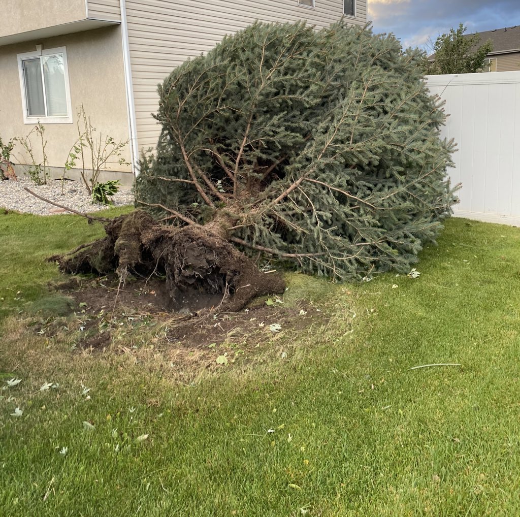 FireIcePhotos's tweet image. Neighbors pine 🌲 tree is a goner. #utwind