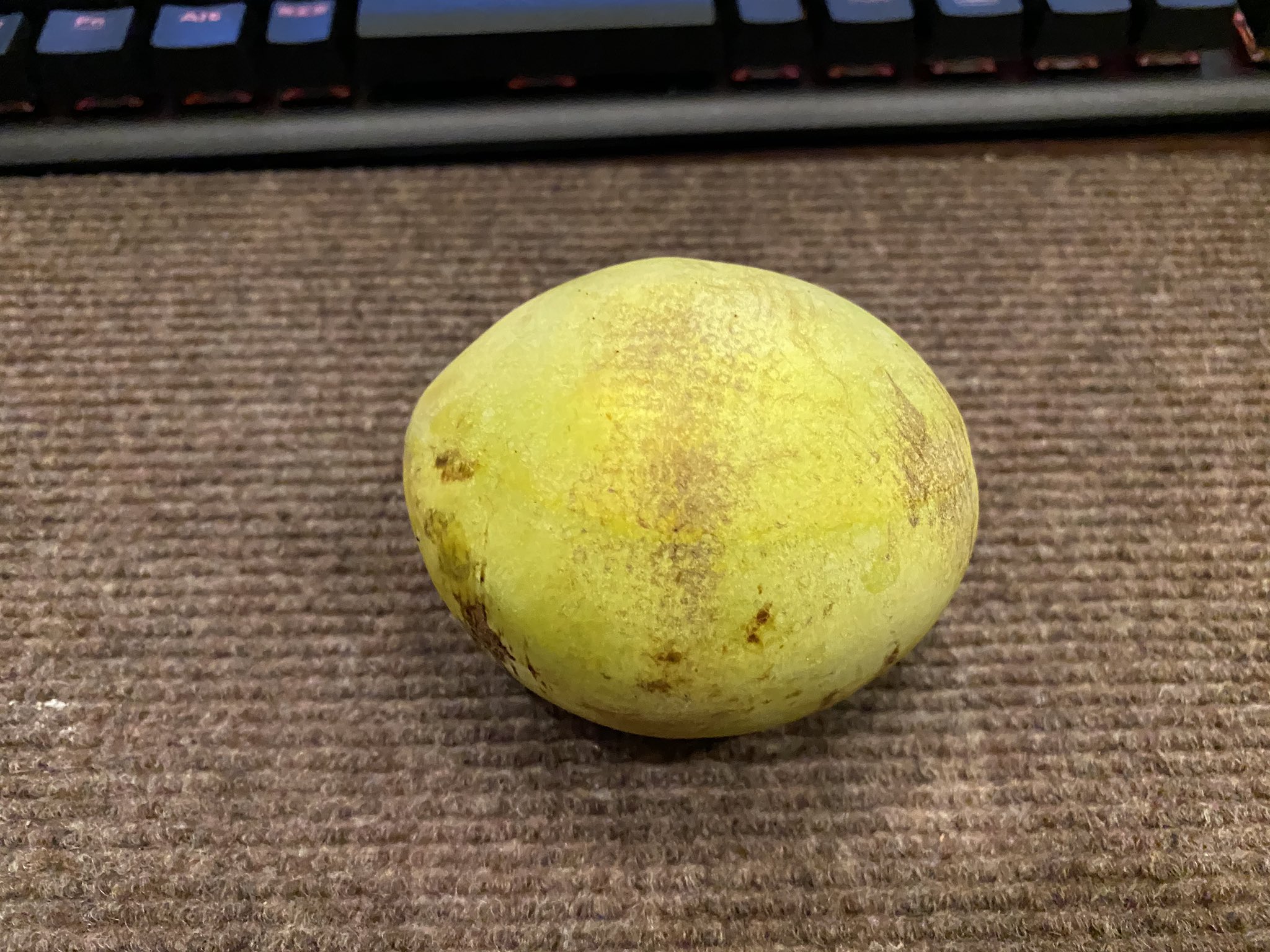 ゆるっ釣り39 ポポーワバッシュ追熟してあったので食べてみたら衝撃でした 普通10粒ほど入っている種が5個しかなく可食部が多く そしてポポーの苦味が無い W これは凄い品種や T Co Gxeujagdkb Twitter