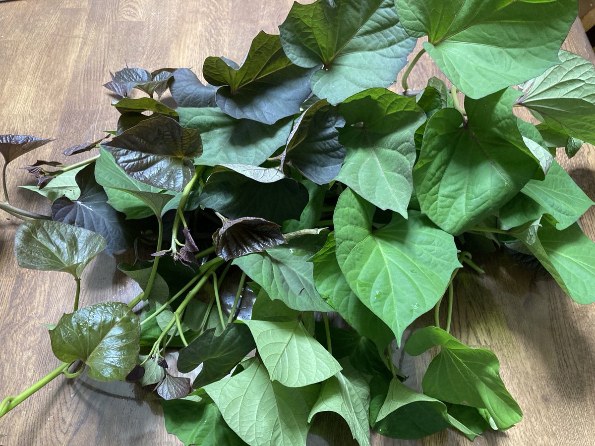 いっしー 結論としては サツマイモの葉は美味い 茎も美味い びっくりだ しかも栄養価も高い しかし茎はカタイ もっと真剣に茎の皮むきをしないとダメだったようだ 先端部なら皮むきなし説に従ってみたが惜敗 皮むきしたら完璧なはず そんな いっしー 結論としては サツマイモの葉は美味い 茎も美味い びっくりだ しかも栄養価も高い しかし茎はカタイ もっと真剣に茎の皮むきをしないとダメだったようだ 先端部なら皮むきなし説に従ってみたが惜敗 皮むきしたら完璧なはず そんな