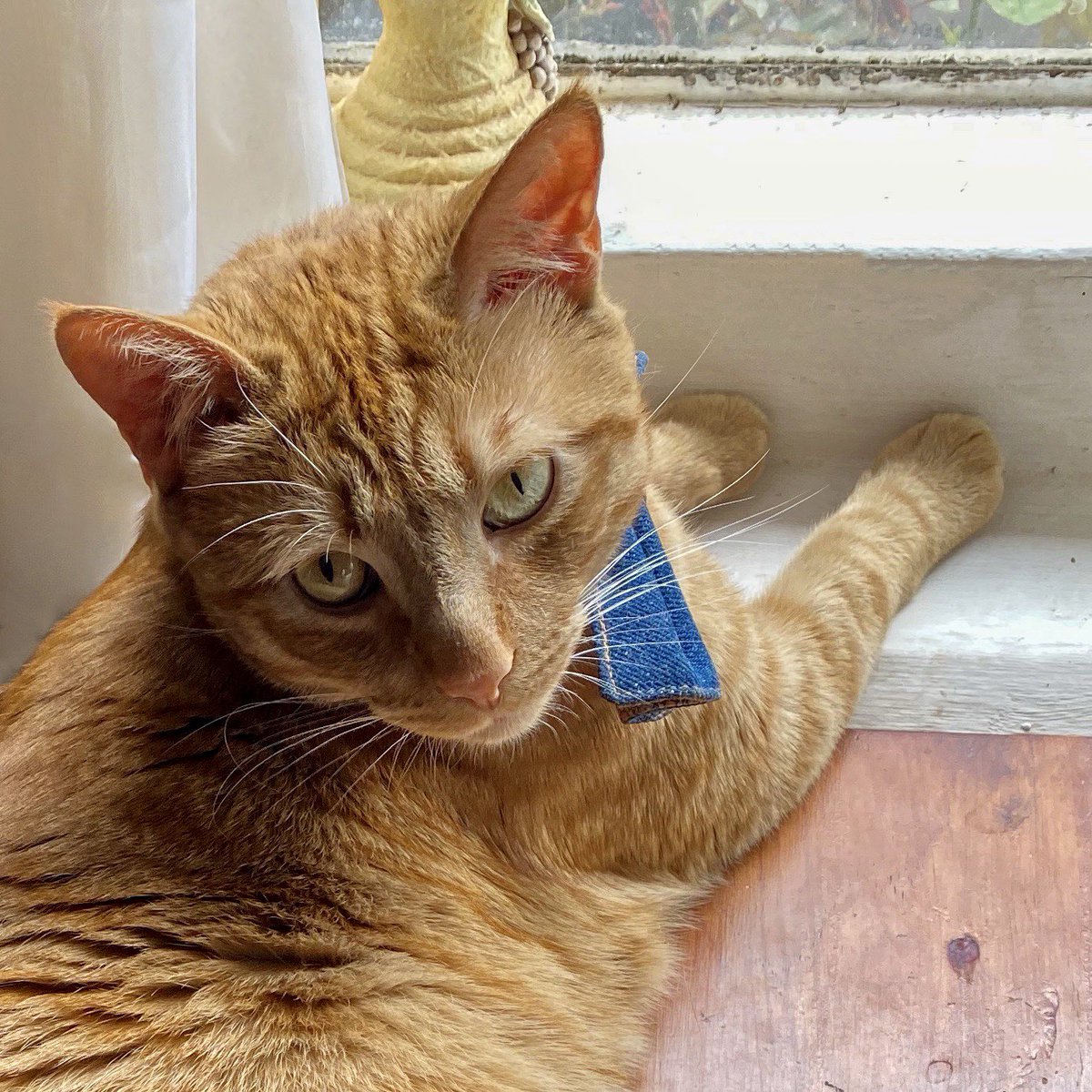 ElMegato's tweet photo. 😺🐾 Para los que me molestan por mi peso les pregunto... ¿ya se probaron la ropa de verano? 🙀#YoMeQuedoEnCaja #GolpesBajosQueDuelen 🎶 #YoMeQuedoEnCasa #ViviendoLaCuarentena #CosasDeGatos #Megatín #Adopte #PeroConResponsabilidad #NosCuidamosTodos #cats #Kareeeeeeeeen https://t.co/taAd8uy9uK