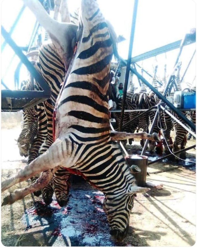 SAFE ENVIRONMENT & WILDLIFE AFRICA tweet media