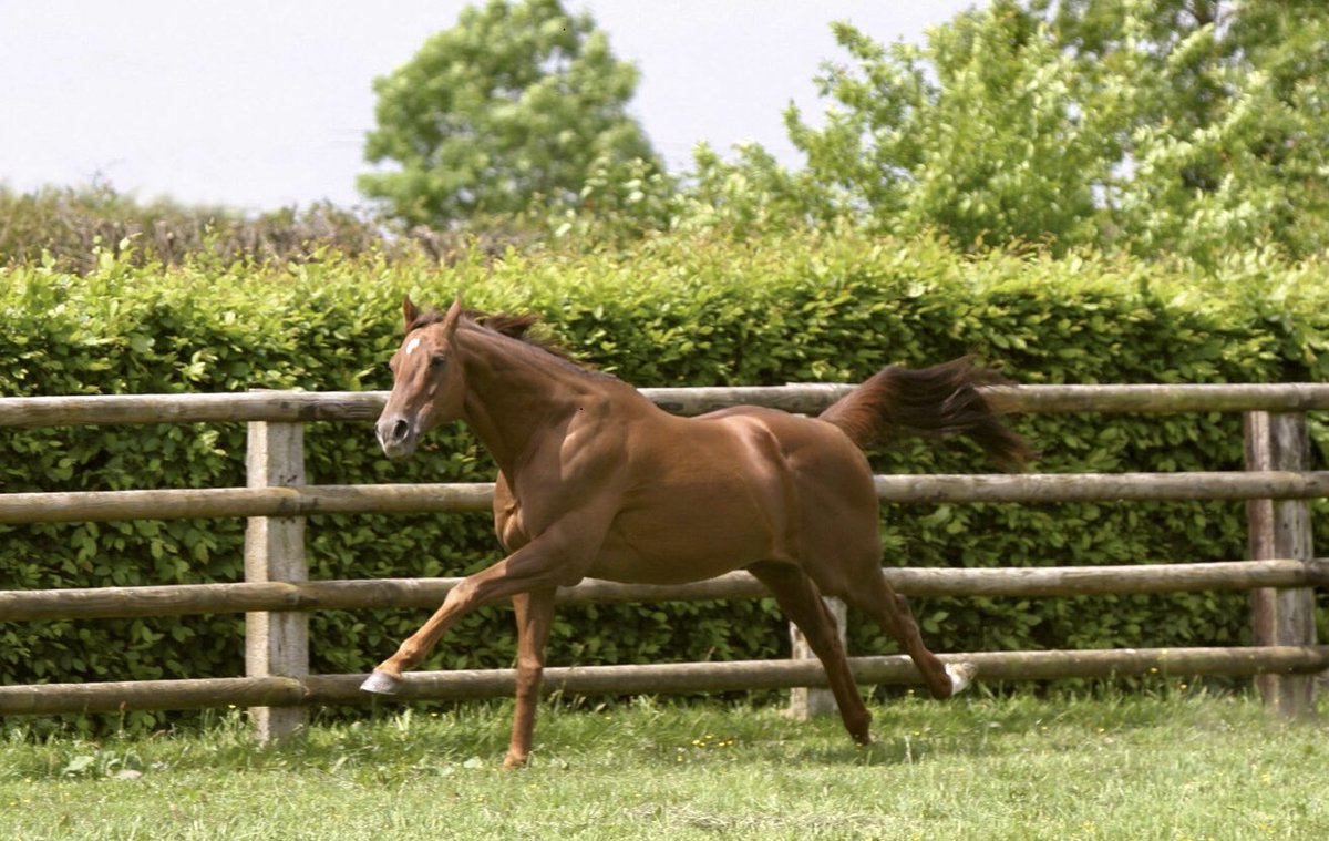 Shadwell_EU's tweet photo. Farewell to a legend 💙

Group 1 winner and sire #MUHTATHIR passes away aged 25.

Read more 👉 https://t.co/mgckOrxZxi https://t.co/fUNAIrsc6W