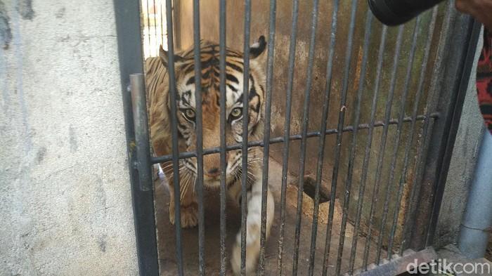 detikcom's tweet photo. #Foto Viral video harimau bertubuh kurus di media sosial. Harimau tersebut merupakan koleksi Maharani Zoo dan Goa Lamongan. Begini potretnya: #Harimau #Viral

Foto: Eko Sudjarwo/detikcom https://t.co/UULN1TKW4S