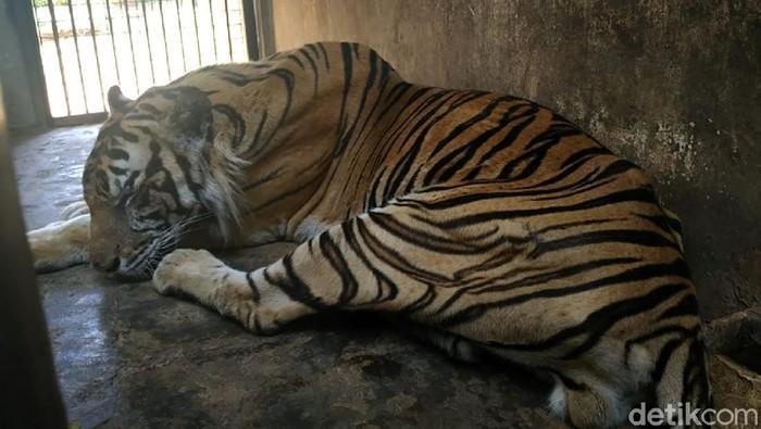 detikcom's tweet photo. #Foto Viral video harimau bertubuh kurus di media sosial. Harimau tersebut merupakan koleksi Maharani Zoo dan Goa Lamongan. Begini potretnya: #Harimau #Viral

Foto: Eko Sudjarwo/detikcom https://t.co/UULN1TKW4S