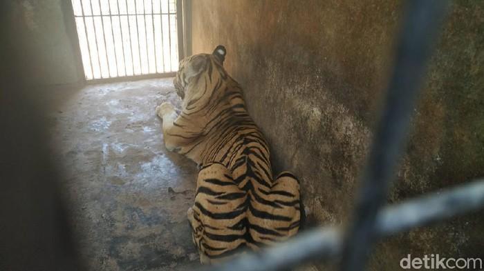 detikcom's tweet photo. #Foto Viral video harimau bertubuh kurus di media sosial. Harimau tersebut merupakan koleksi Maharani Zoo dan Goa Lamongan. Begini potretnya: #Harimau #Viral

Foto: Eko Sudjarwo/detikcom https://t.co/UULN1TKW4S