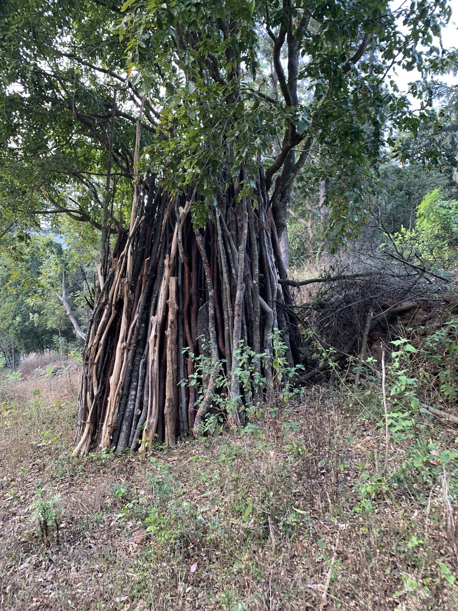 When we  @naandi_india started agriculture for the livelihoods of the Araku tribals we realised they have neither a concept of private property nor of boundaries! When told goats & cows will eat the crops, they told “the land belongs to all & we can’t stop them from eating.” (6/n)