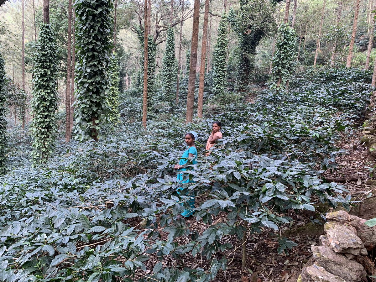 When we  @naandi_india started agriculture for the livelihoods of the Araku tribals we realised they have neither a concept of private property nor of boundaries! When told goats & cows will eat the crops, they told “the land belongs to all & we can’t stop them from eating.” (6/n)