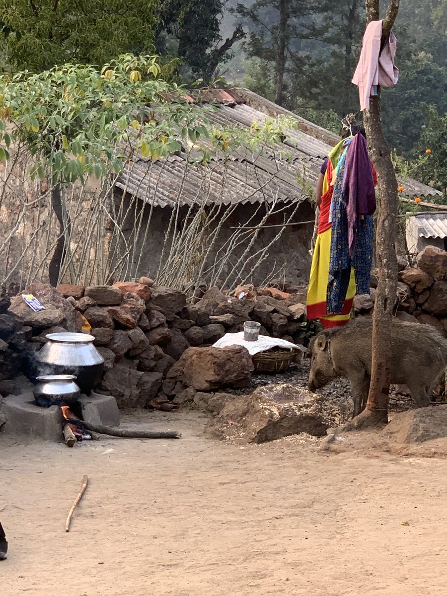 When we  @naandi_india started agriculture for the livelihoods of the Araku tribals we realised they have neither a concept of private property nor of boundaries! When told goats & cows will eat the crops, they told “the land belongs to all & we can’t stop them from eating.” (6/n)