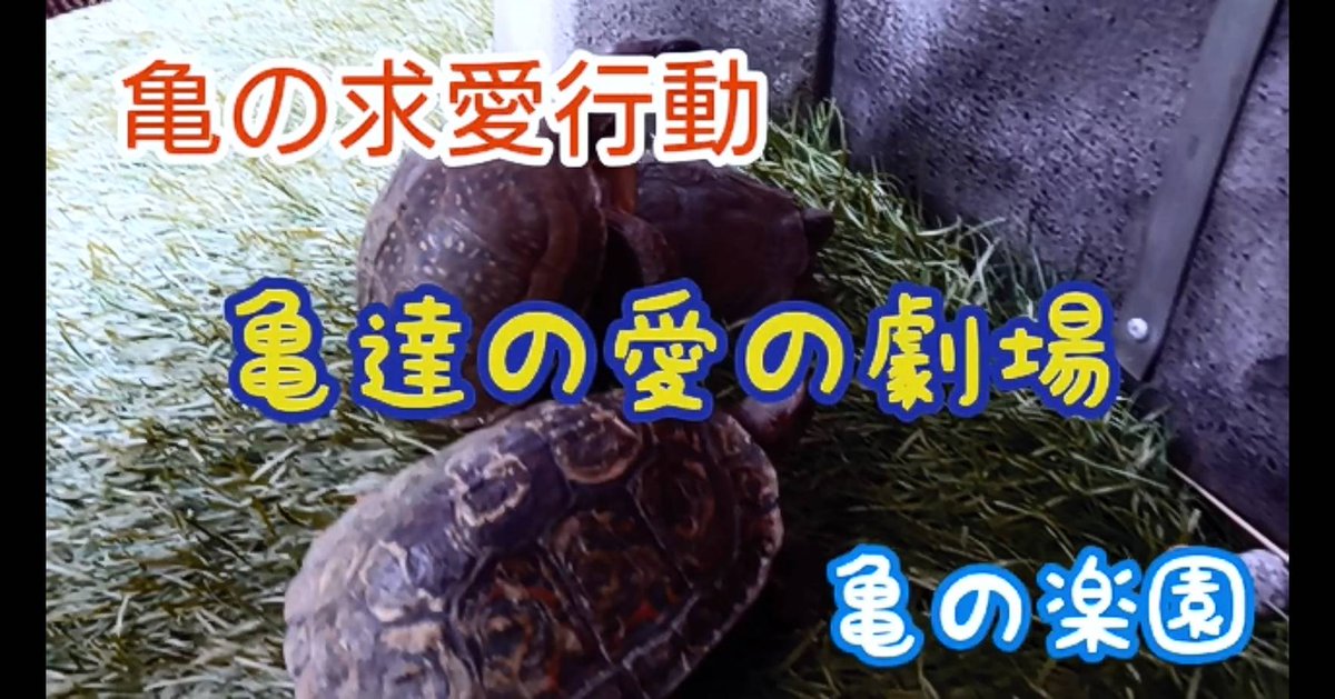亀の交尾 亀の交尾