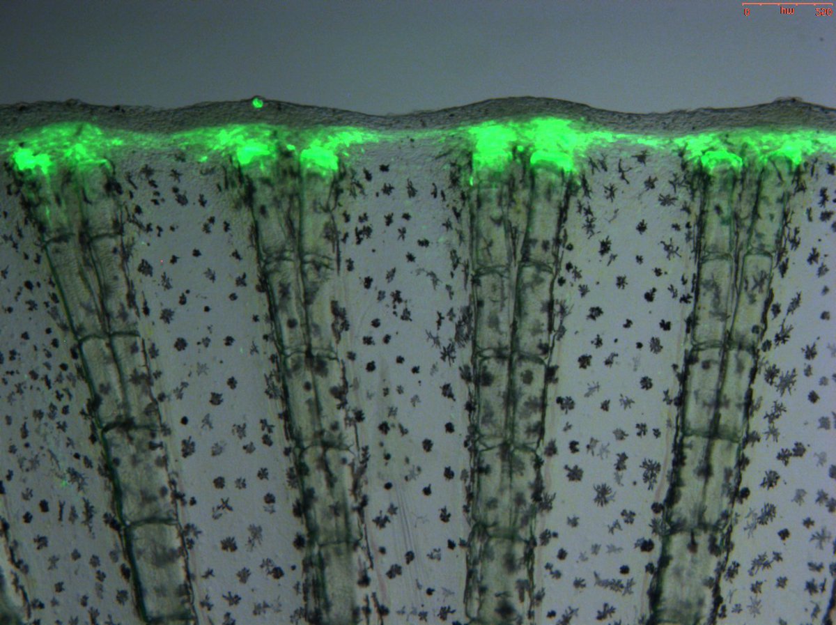 ScienceStowers's tweet photo. Sánchez Alvarado Lab Postdoc Wei Wang, PhD, was first author on a new paper in @ScienceMagazine. In this video, @weiwang0128 discusses the work, which explores genetic mechanisms underlying the uneven distribution of regenerative capacities in vertebrates. https://t.co/EsqUYKwsGi https://t.co/K9Tbz5Fdsa