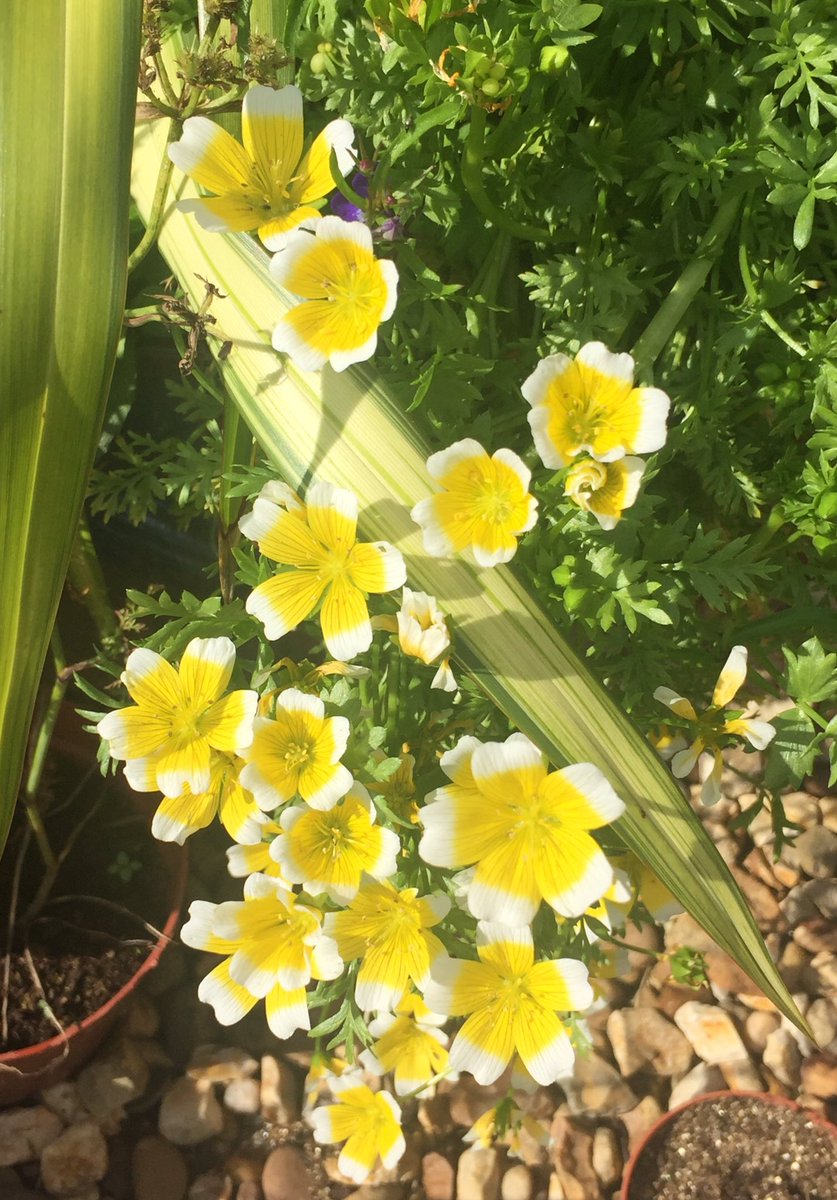 Today’s #Joy in the #LittleGarden #PoachedEggPlant 😍