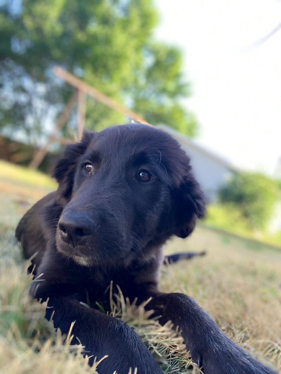 kylie_38's tweet photo. Best decision Ricky and I have made so far😭 Everyone meet Remi. The cutest boy I know https://t.co/HcCC15AOIe