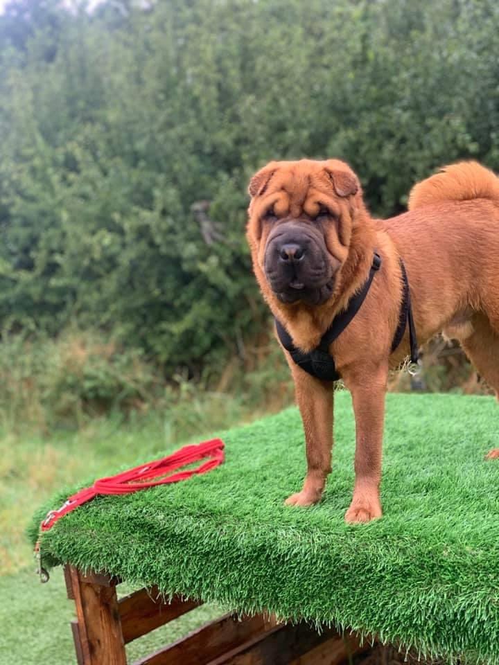 MISSING. Please help. Our dog has gone missing this morning and still hasn’t been found. Can everyone retweet please to get the message out. Any help or info would be amazing.