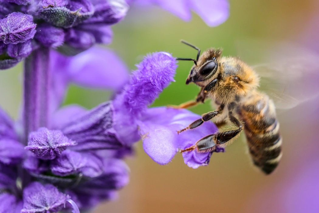 Our #bees and other pollinators are in danger. 

Without them, we wouldn't have 75% of the world's food!

We need to protect our pollinators to preserve our biodiversity and secure our future of food.