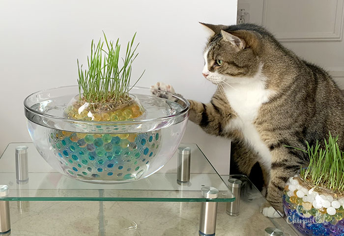 Chirpycats's tweet photo. Dress up the grass pond with some robot fish and surprise your cat with a unique and fun cat enrichment experience.

Read the full article: How to Make This Unique and Simple Cat Grass Pond Using Water Beads
▸ https://t.co/ZOeiYkcSZJ

#catenrichment #catdiy https://t.co/Qc6cxBpcuL