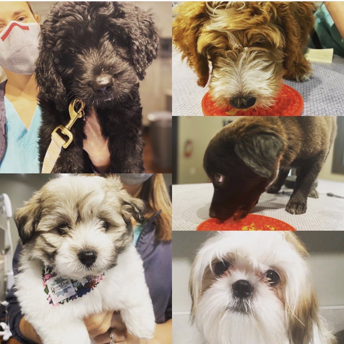 If you’re looking for a great vet that only cares about your pets happiness check out Down Dog Vet❤️