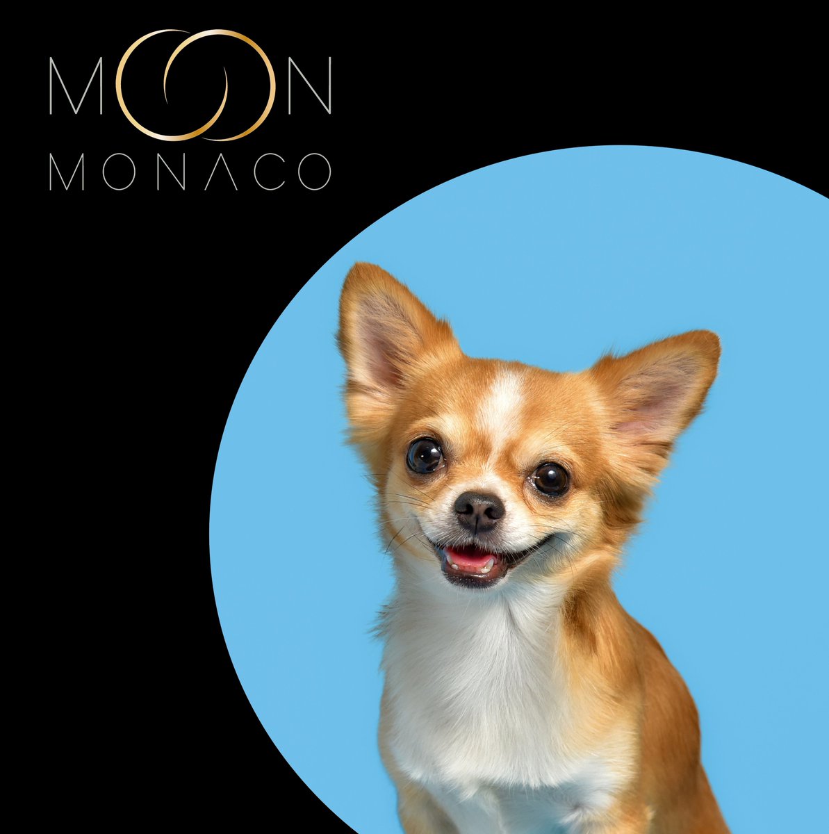 moon_monaco's tweet photo. #FeelGoodInstant #StaySafe

#DogsofTwittter #dogoftheday #doglife #DogLovers #FashionForPets #MoonMonaco #FineJewelleryForPets #Gold #18CaratGold #NewCollection #Celestial #Monaco #Design #Puppy #Dog #Chihuahua https://t.co/1uwXCpyGHY