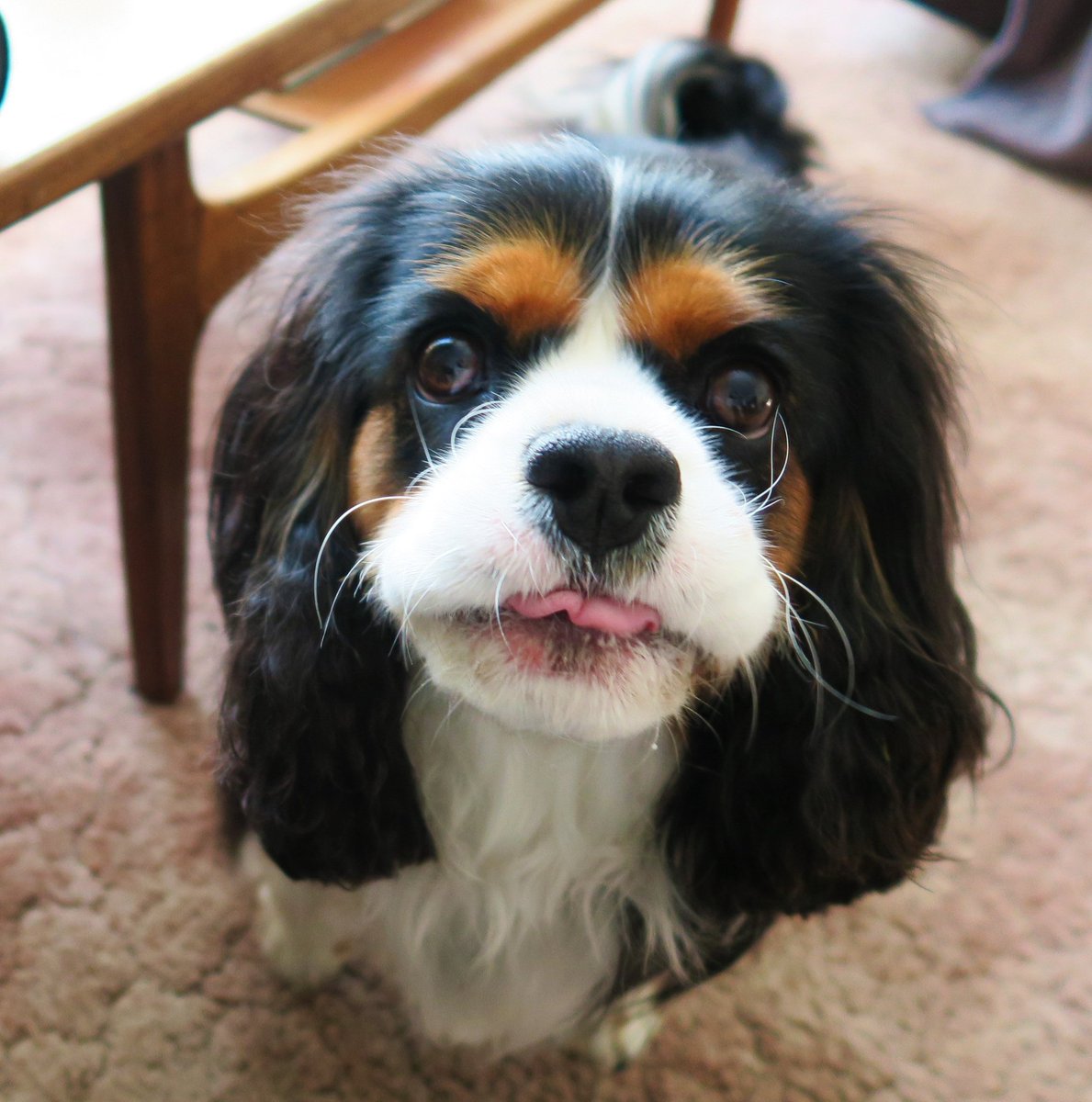 Here's my first Tongue out Tuesday!  Love and licks, Beppe xxx #cavpack