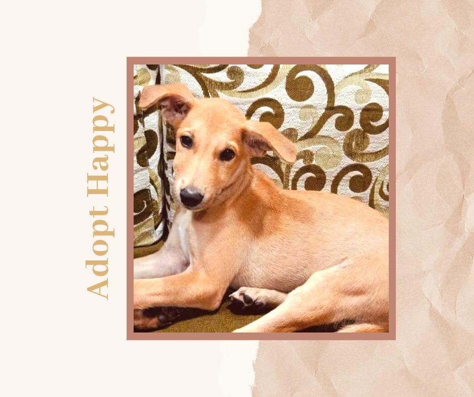 ketkid06's tweet photo. Looking for a family to adopt Happy! 👨‍👩‍👧‍👦
Name: Happy 
Age: 3 Months 
Gender: Male
Sweet, Obedient &amp; Playful 🎾 
Vaccinated: ✅
Location:Dombivali⚡️
DM for adoption ❤️
#dombivlikar #dombivali #adoptindiandogs #adoption #adoptdontshop #indie #indianpuppy #indiebreed #govocalforlocal https://t.co/4TbuMGu1IK