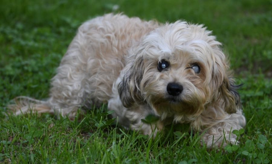 PONTEVEDRA
Pequeña Eli...que va a ser de ti??? Con 10 años y ciega.
Se que no es fácil encontrar una familia para ti, pero claro que lo vamos a intentar.💕
Su mamá humana no está bien de salud y ya no puede dedicarle las atenciones y tiempo que se merece. 
687209035
Puede viajar