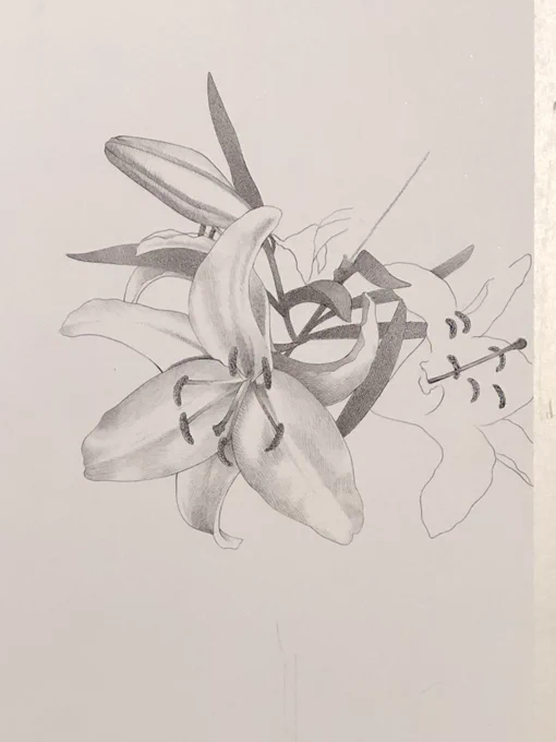桜をペン画で描いてみた。百合はまだ途中。これに人物入れたら以前描いた花美人画二枚と合わせて四枚になるので次の個展で飾ろうかなと。 