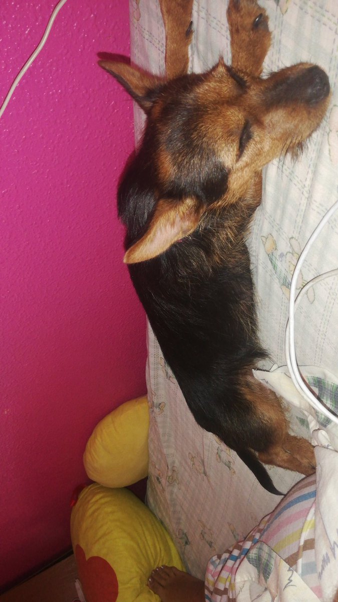 miri1415's tweet photo. No se puede ser más mona😍#enamoradademiperrita https://t.co/M278d9Slug