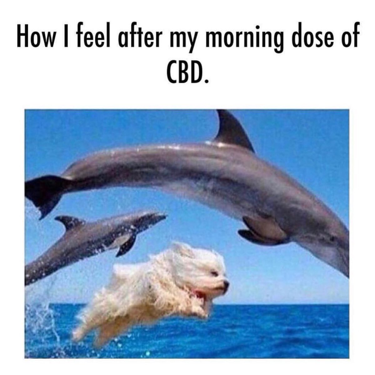 QueenCityHemp's tweet photo. Rise and shine! -Kylie Jenner https://t.co/hexs6oyZ8x