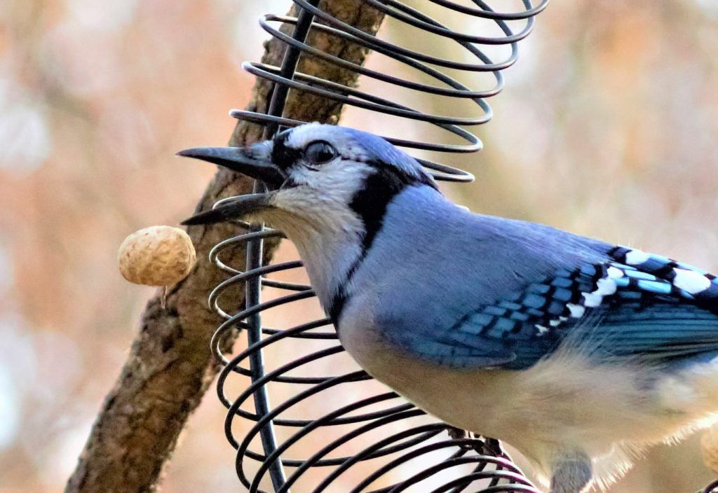 Today's the unofficial start of fall., which means FeederWatch season isn't too far away! Join us in November to start counting birds in your backyard and contribute to scientific discoveries. Sign up on our website now: buff.ly/2RVGmEl
📷: Blue Jay, Angela Steffey