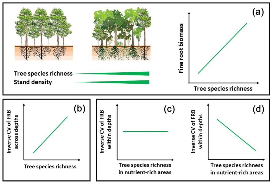 Oikos_Journal's tweet photo. Accepted: Zeng et al: Positive tree diversity effect on fine root biomass: via density dependence rather than spatial root partitioning
https://t.co/Q0fbL6wHAm
@wileyecology @NordicOikos #rootgrowth #standdensity #molecular #rootbiomass https://t.co/GTLgjRpHxr