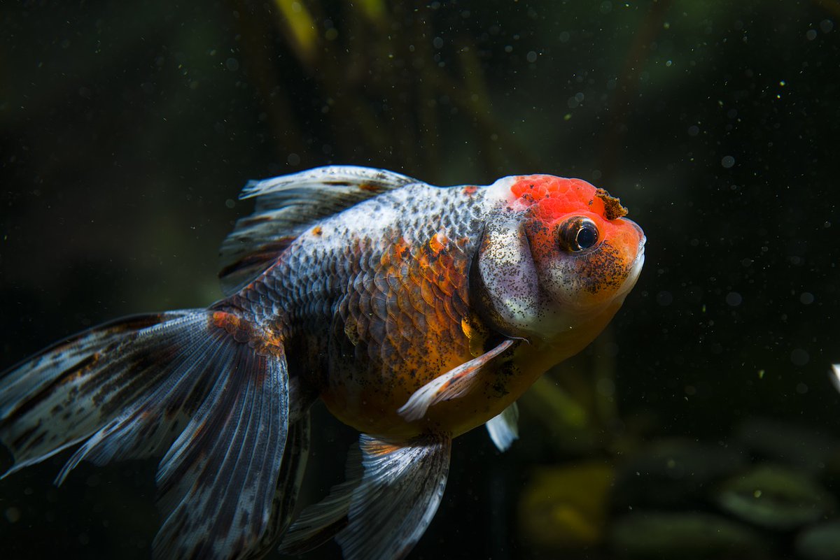 RougePark's tweet photo. If you’re unable to care for your pet anymore, releasing it into the wild isn’t the answer. This introduces a species that can be harmful to #RougeNUP wildlife. If you have to let your pet go, please contact a local animal shelter.  https://t.co/JJn52IOlNI https://t.co/ywP6hR2oRJ