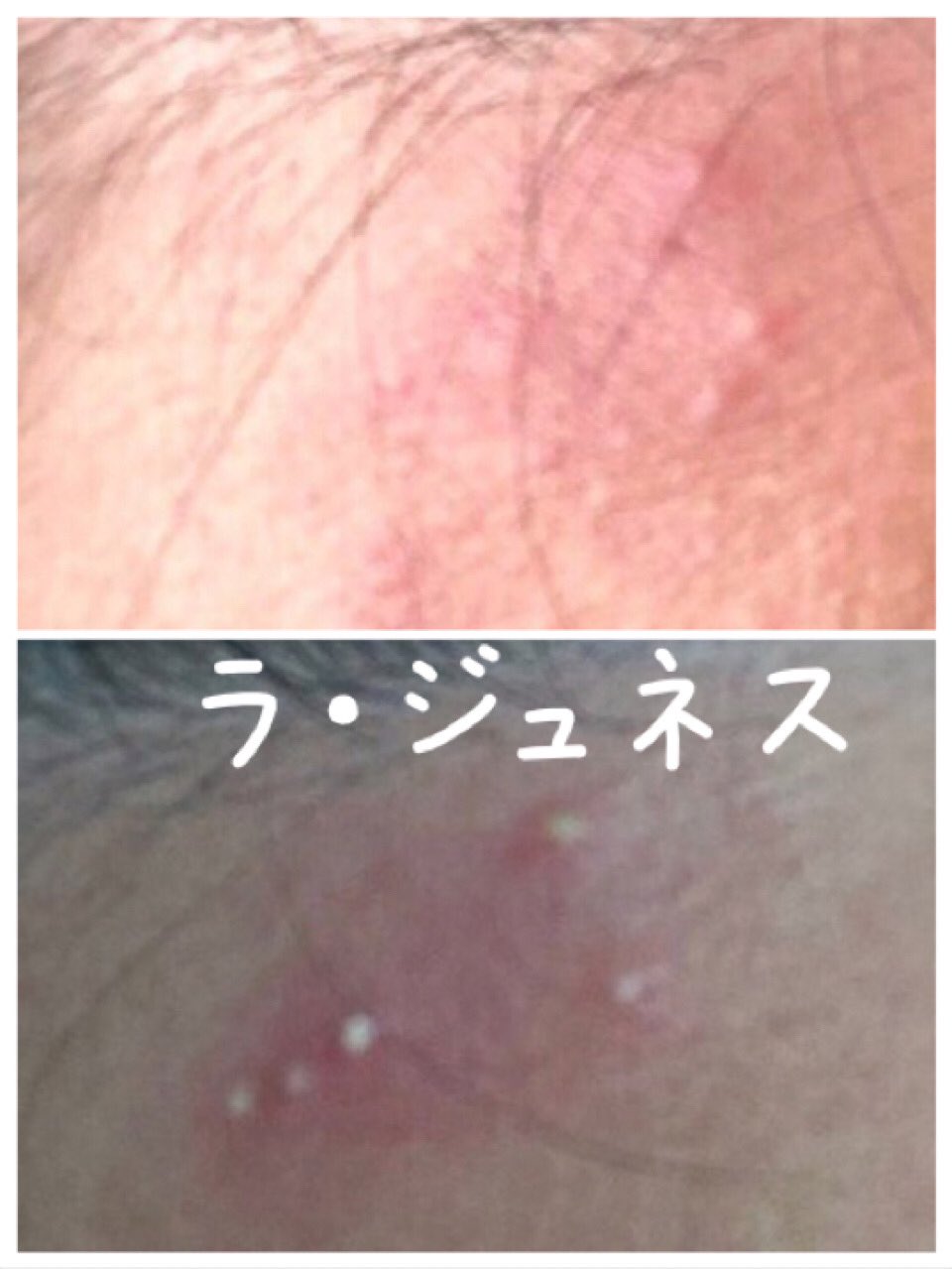 ラ ジュネス Twitter Search Twitter