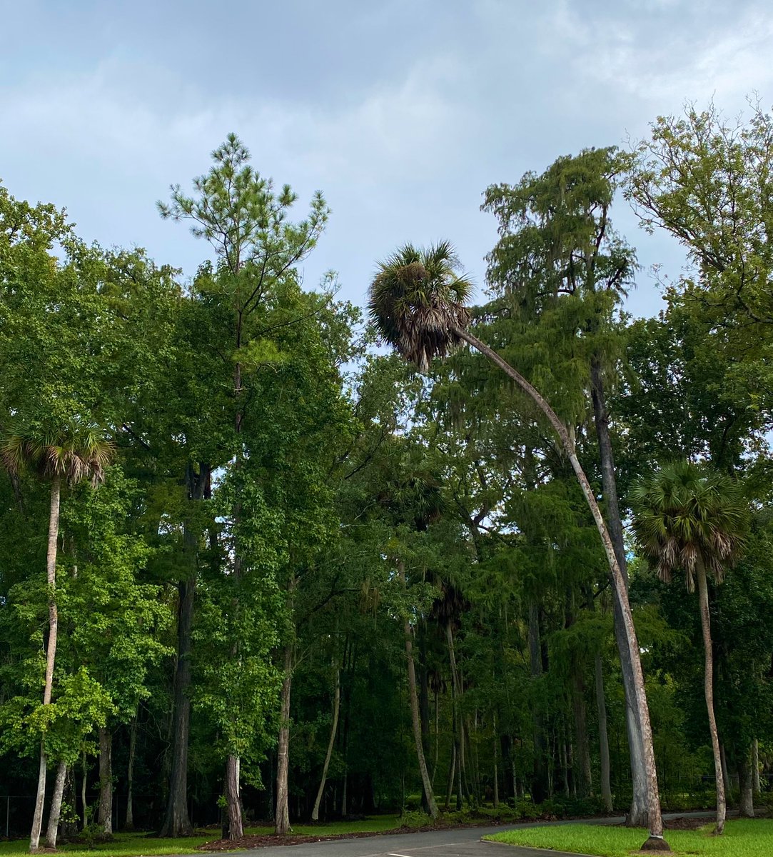 thisfloridalife's tweet image. Hanging with the trees this morning. Always good for the soul. @DoOrlandoNorth 📍 #BigTreePark