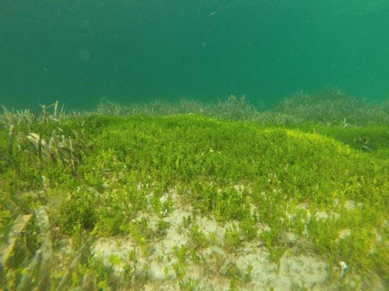 madrimasd's tweet photo. Un equipo de investigación del @IMEDEA_UIB_CSIC junto con la @UIBuniversitat aúnan ecología marina y robótica para erradicar un alga invasiva que avanza por el lecho del Mediterráneo
👉https://t.co/BtAqHvTU7g https://t.co/oVesZjMb8g