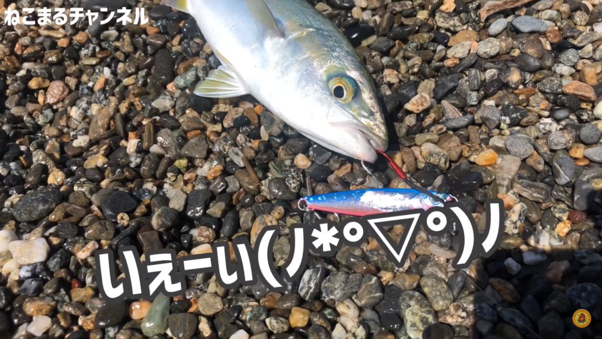 ねこまる親衛隊 我が名は黒王号 ฅ W ฅノ ねこまるチャンネル Inuinu Doll キャンプ女子 釣った 魚 を 捌いて 調理 エギング ジギング デビュー 海 ソルト ルアー フィッシング 初心者 釣り ねこまる親衛隊 我が名は黒王号 ฅ W ฅノ ねこまるチャンネル Inuinu Doll キャンプ女子 釣った 魚 を 捌いて 調理 エギング ジギング デビュー 海 ソルト ルアー フィッシング 初心者 釣り
