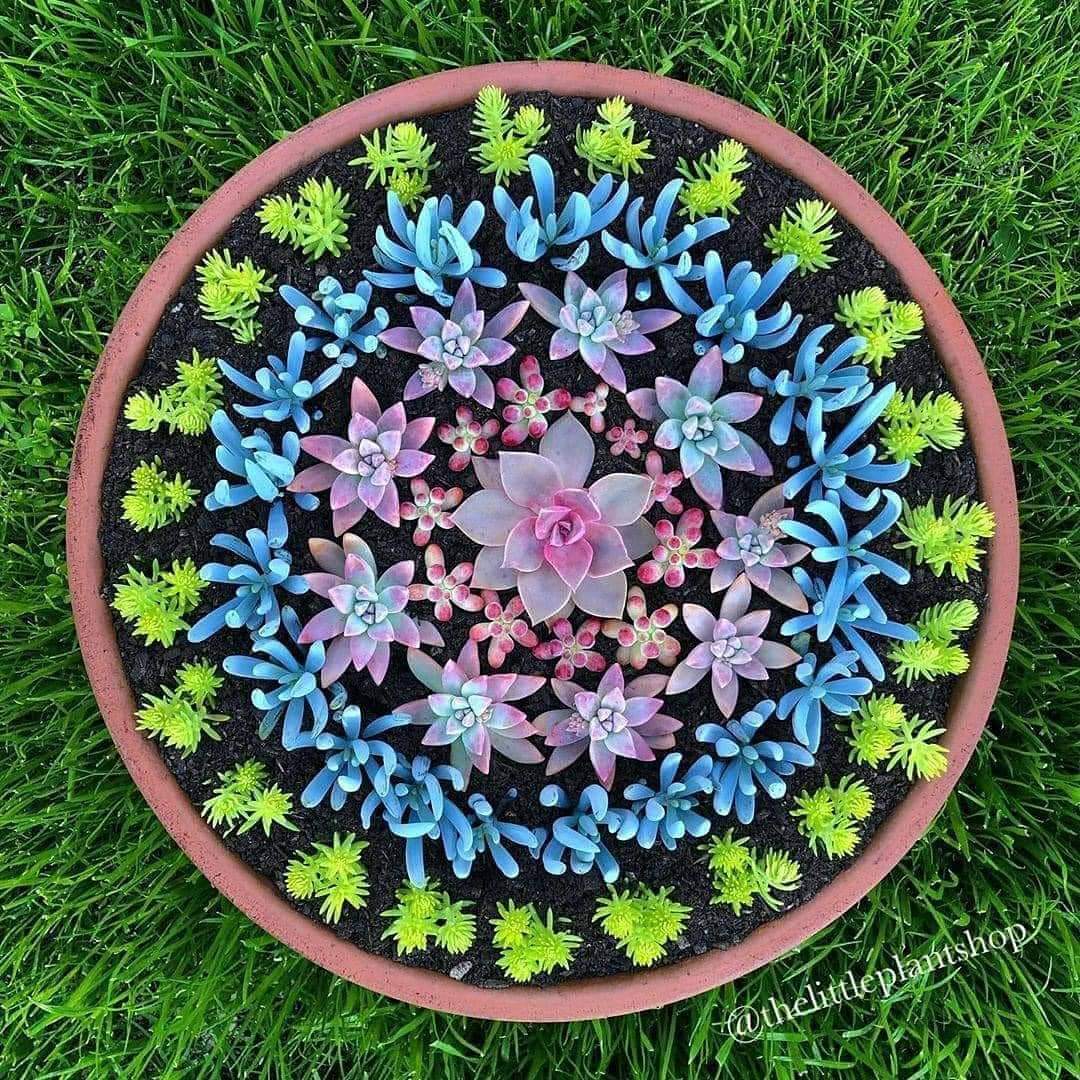 lorenabanck's tweet photo. 🌱Mandalas naturales🍃 https://t.co/S8Pt0Karod