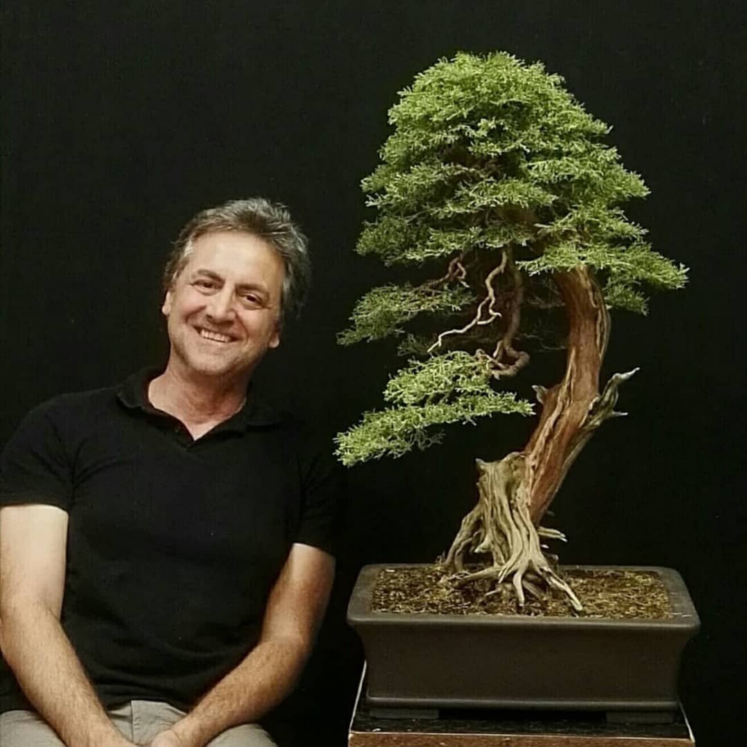 bonsaimente's tweet photo. After &amp; Before by Antonio Chicca.

For more trees you can follow him in his Instagram account @antoniochicca

#Bonsai #盆栽 #บอนไซ  #분재 #бонсай #盆景 #Penjing #Bonsaï https://t.co/zR4YVRe8CS