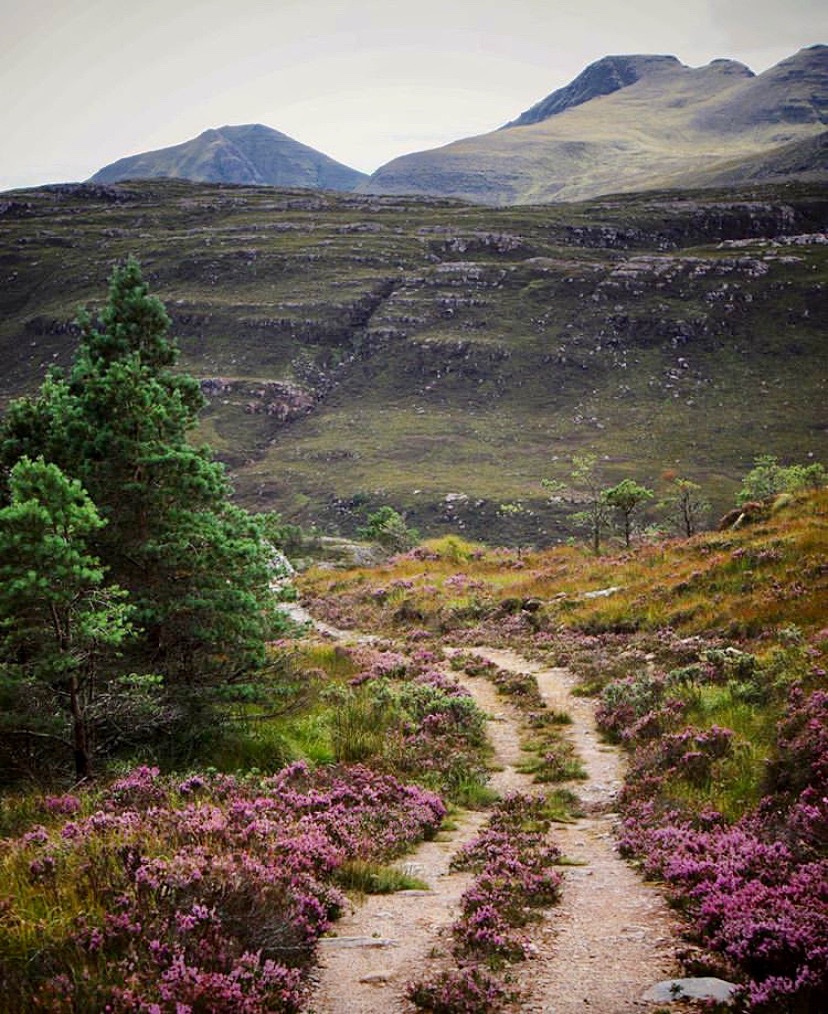 We love the heather at this time of year  Lammermuir and Pentland Hills outside Edinburgh, the dramatic Cairngorms National Park and around the pretty village of Boat of Garten.
Capture by <a href="/merlins_mind/">Merlins Mind</a> who loves Scotland as much as we do! 🏴󠁧󠁢󠁳󠁣󠁴󠁿🏴󠁧󠁢󠁳󠁣󠁴󠁿
#scotland #visitscotland #highlands