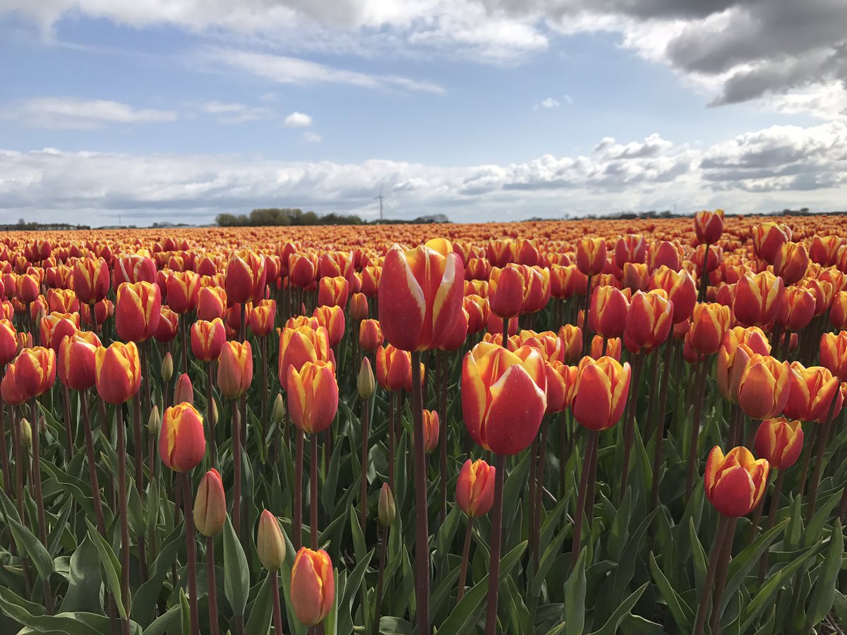 IepPrins's tweet photo. Wil je een bloembollenpakket winnen? Kijk vanavond naar het ondernemersprogramma Pak an doen bij @NH @wimklump https://t.co/ikGbFz0sdH